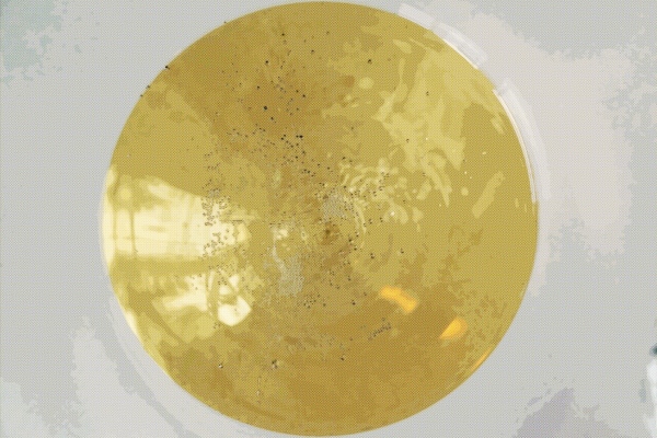 Champagne in het glas